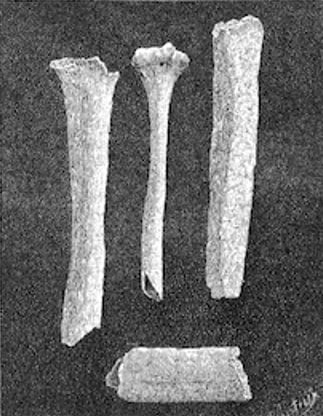 Bones of the Giant of Castelnau in La Nature, 1890. Courtesy of  Wikipedia.org