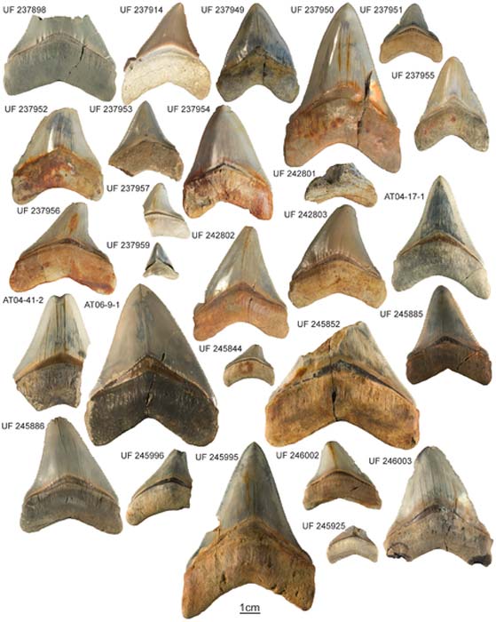 Carcharocles megalodon collection from the Gatun Formation. Specimens and their respective collection numbers. One specimen (CTPA 6671) was not available to photograph.