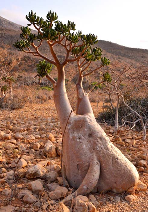Desert Rose Bottle Tree, Socotra Island