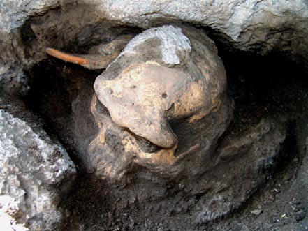 The Dmanisi early Homo cranium