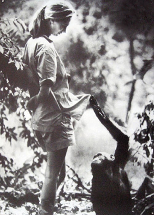 British anthropologist and primatologist Jane Goodall with a chimpanzee
