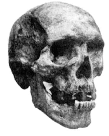 Skull said to have belonged to Zana's son Kehwit.