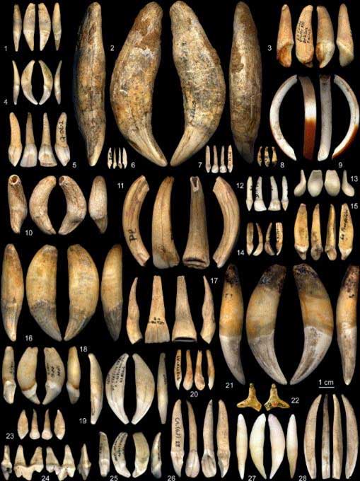 Typology of teeth used as personal ornaments in the Aurignacian
