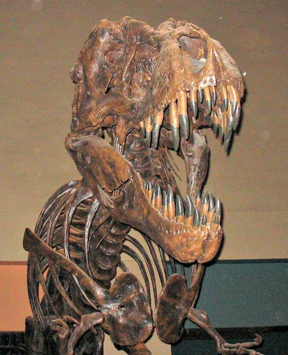Tyrannosaurus rex skeleton at the Smithsonian museum of Natural History in Washington DC. 
