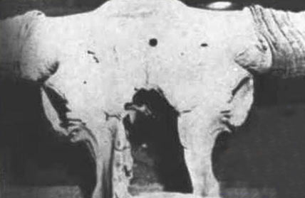 Auroch skull with bullet-like hole