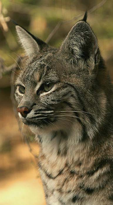 The bobcat features in Native American mythology and the folklore of European settlers.