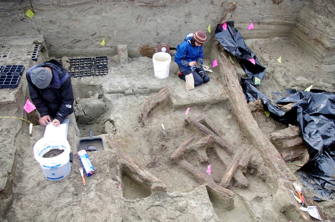 Los arqueólogos que trabajan en el 1000-año-vieja casa en el sitio de la ballena Rising en Cabo Espenberg, Alaska. 