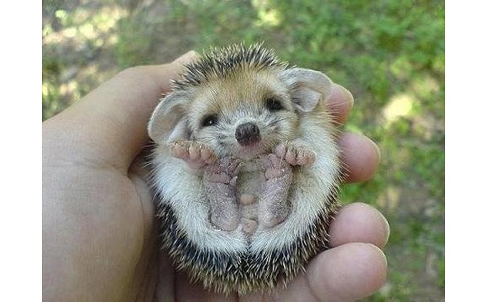 Image result for hedgehogs