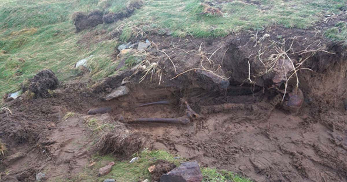 The skeletal remains found after stormy weather in Kilmore Quay, Ireland.