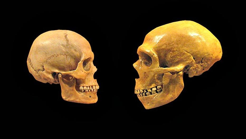 Comparison between the skull of a modern human (left) and a Neanderthal (right).