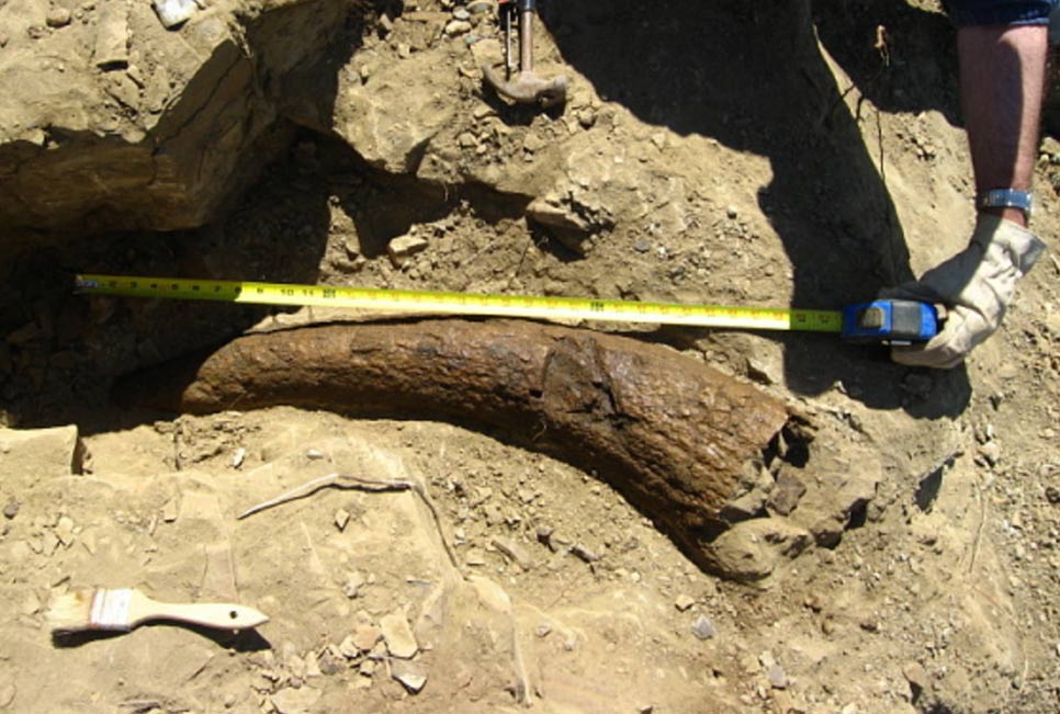 Triceratops Horn Dated to 33,500 Years