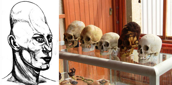 Selection of Paracas Elongated Skulls