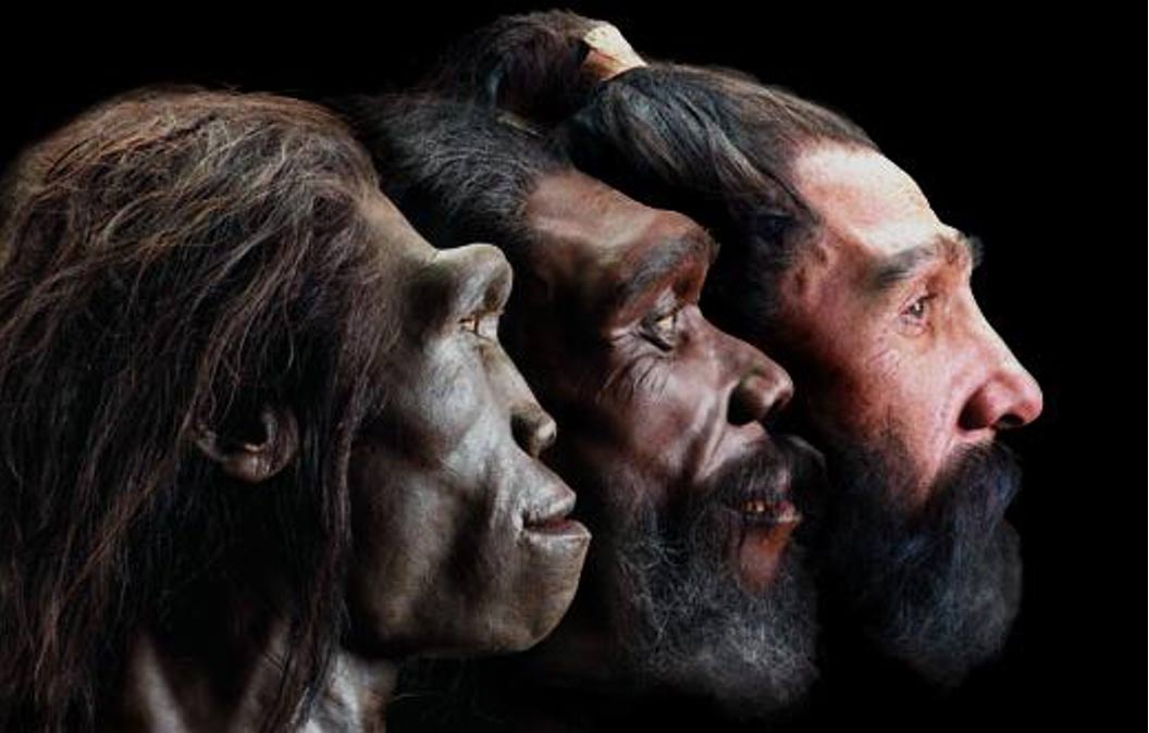 Image of reconstructed faces of three early humans in profile view. 