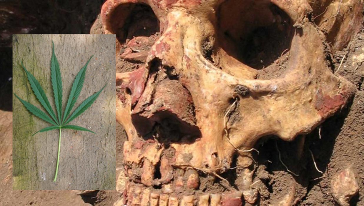 Yamnaya skull from the Samara region colored with red ochre.
