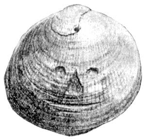 Fossilized shell found by H. Slopes