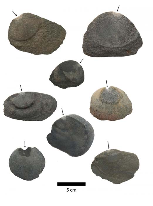The scrapers and cutting tools were made from stone and had one workable face