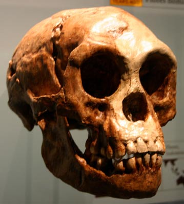 Skull belonging to Homo floresiensis