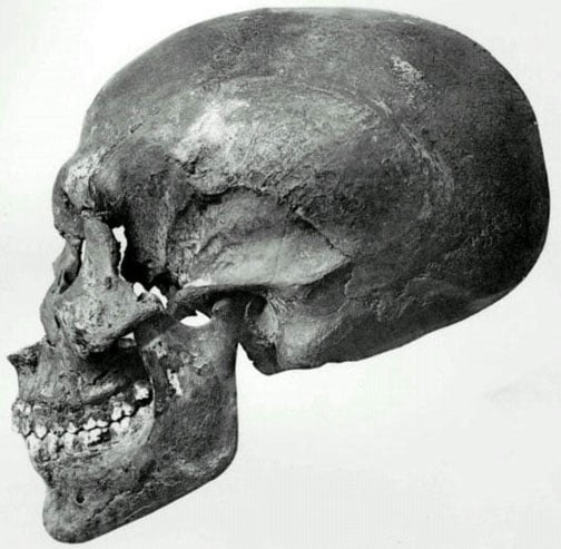 Vista de perfil de cráneo se recuperó de KV55. 