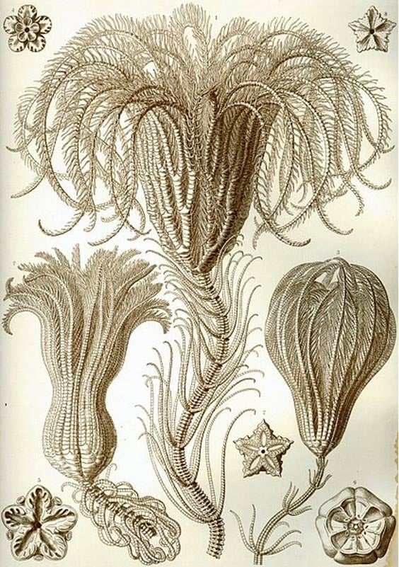 A stalked crinoid drawn by Ernst Haeckel. 