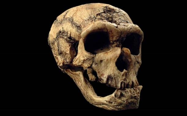 50,000-year-old Skull May Show Human-Neanderthal Hybrids Originated in Levant, not Europe