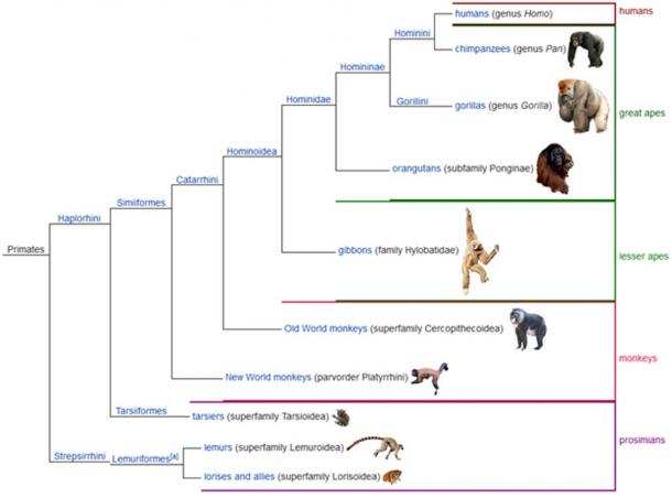 A cladogram showing one possible classification sequence of the living primates, with groups that use common (traditional) names shown on the right. 