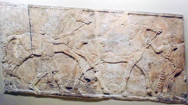 Assyrian wall carving of horses and grooms. From Nineveh, South West Palace, 790BC - 592BC.