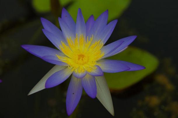Blue Lotus (Images via Liza Knox.)