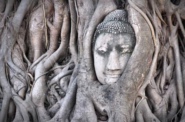Famoso Buda cabeza en las raíces del árbol en el complejo del templo Wat Mahathat, Ayutthaya. 