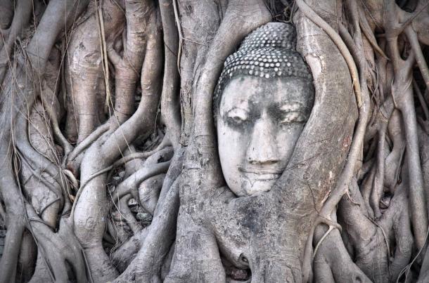 Famoso Buda cabeza en las raíces del árbol en el complejo del templo Wat Mahathat, Ayutthaya.