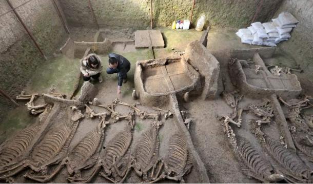 Burial pit found last week containing 13 complete horse skeletons.