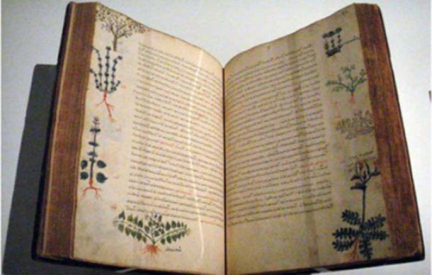 A 15th century Byzantine copy of De Materia Medica by the ancient Greek doctor Dioscorides that mentions Rhodiola rosea as beneficial. 
