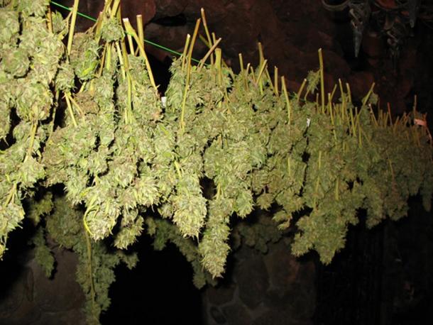 Cannabis (Images via Liza Knox.)
