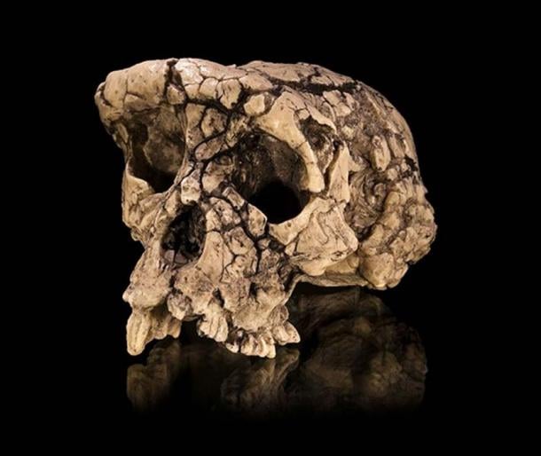 Cast of the Sahelanthropus tchadensis holotype cranium TM 266-01-060-1, dubbed Toumaï, in facio-lateral view. Specimen of Anthropology Molecular and Imaging Synthesis of Toulouse.