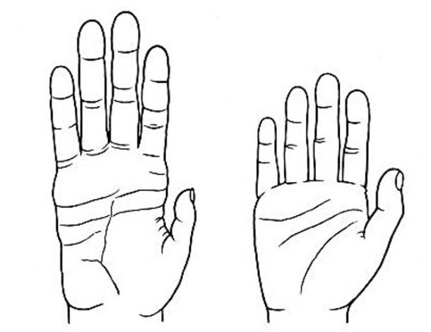 Chimpanzee hand, at left, and human hand, right. 