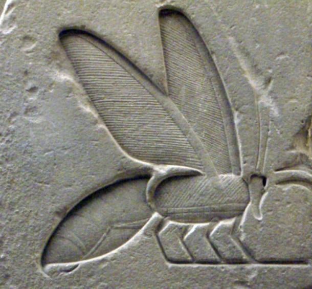 Detail of a bee hieroglyph from the tomb complex of Senusret I 