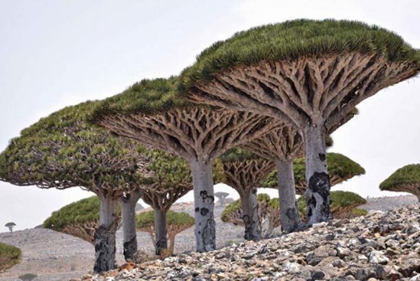 Dragon's Blood Tree, Socotra Island 