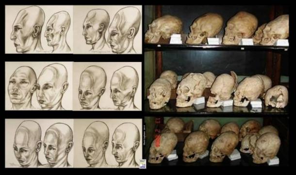 Elongated skulls in a museum in Romania