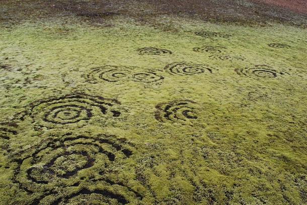 Fairy rings in moss in Iceland. 