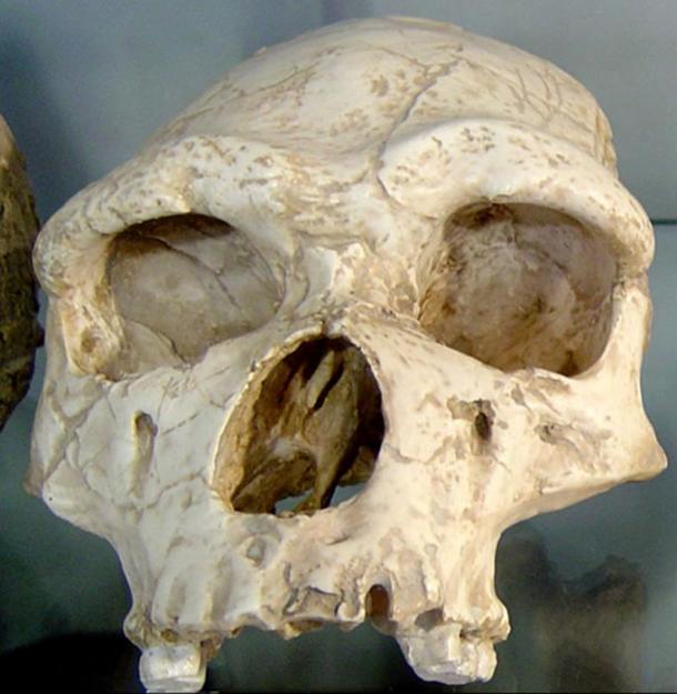 Homo erectus tautavelensis skull