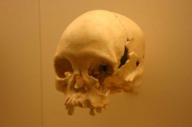 A cast of Luzia's skull at the National Museum of Natural History. 