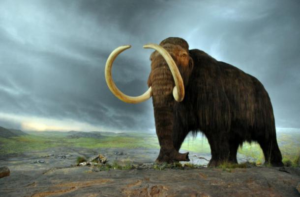 Mammoth model exhibited at the Royal British Columbia Museum in Victoria, Canada. Some scientists believed that warm temperatures near the North Pole could be evidence that the mammoths lived on…in the hollow earth.