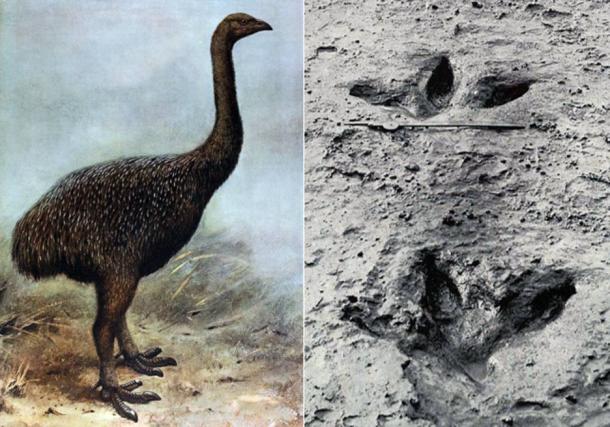 Left: Illustration of a Moa. Right: Preserved footprint of a Moa
