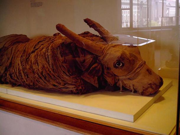 Mummified Bull at the National Museum of Natural History.