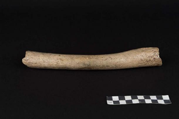 The bone that has provided mitochondrial genetic data that showed it belongs to the Neanderthal branch.