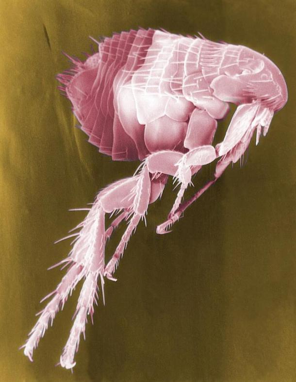 Scanning electron micrograph of a flea, which carry disease, including the plague, that infect people when they bite them.