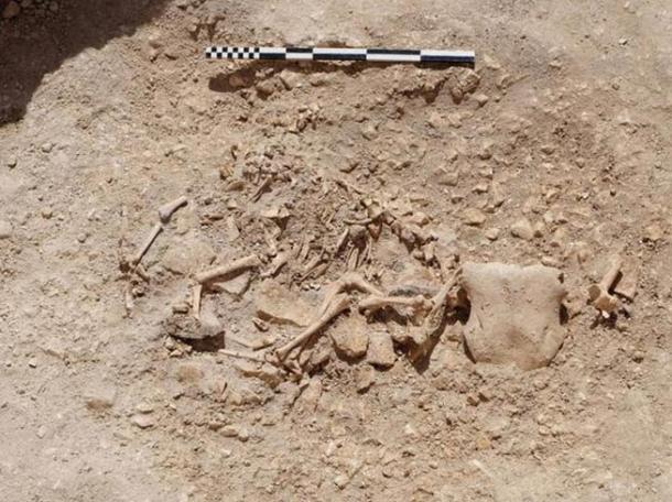 A sheep with its own head that was fragmentary plus the head of a bull on its rear end has been excavated along with other animal combinations at a farm in Dorset, England.