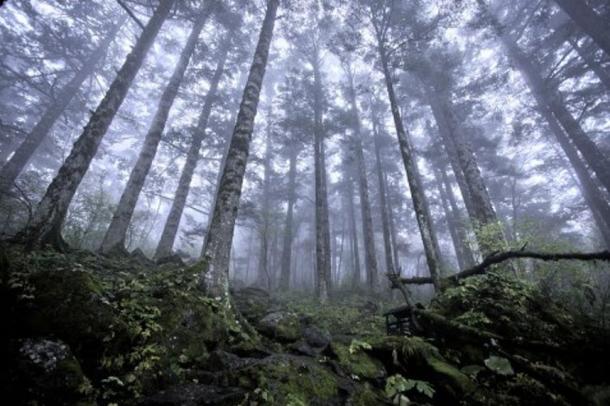 Virgin forest at approximately 8,200 feet [2,500 meters) above sea level in Shennongjia nature reserve in Hubei, China, on Oct. 3, 2012.
