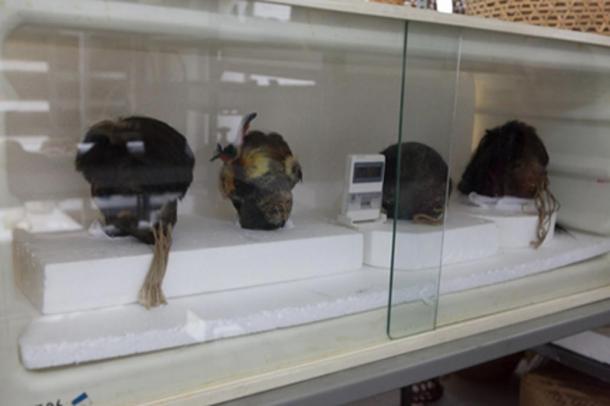 Shrunken human heads in Father Crespi’s collection.