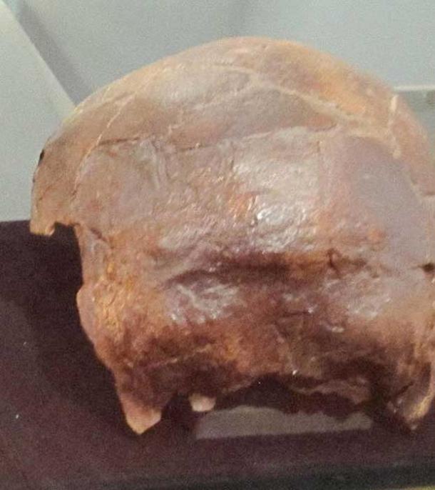Skull of the six to eight-year-old child, found in 1997, shows evidence of cut marks and polish after death.
