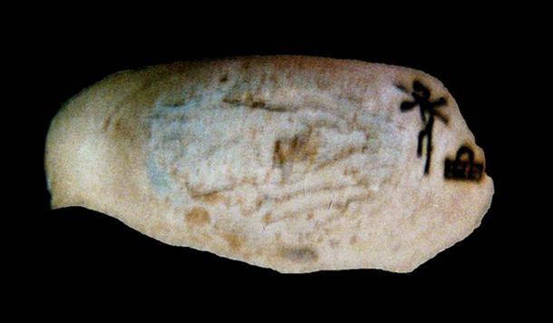 Pequeño trozo de marfil, grabado con el nombre de Reina Neith-hotep de la primera dinastía.